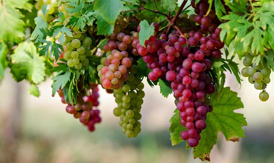 Εορτάζει αύριο ο Προστάτης των αμπελουργών