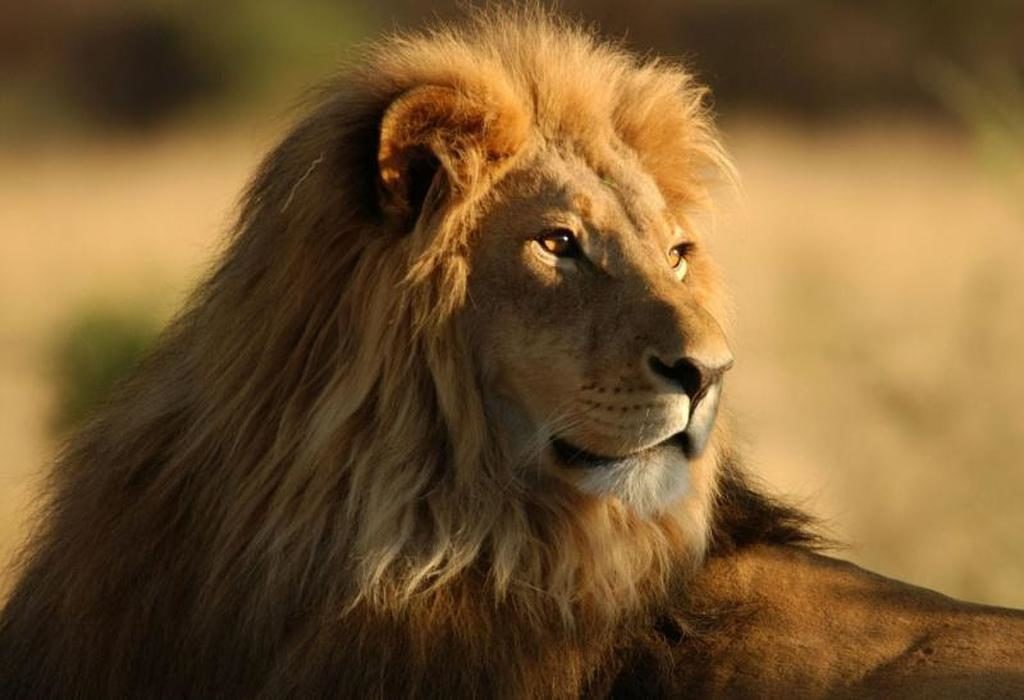 “Ένα λεοντάρι με ανθρωπίνην φωνήν ελάλησε”