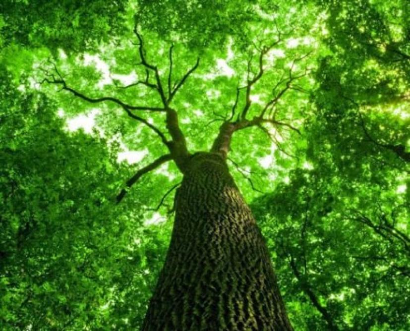 Πλεονεξία, η ρίζα όλων των κακών