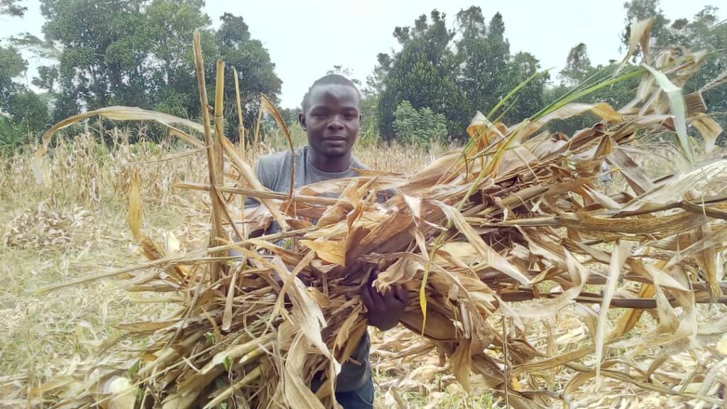 H ιεραποστολή στην Ουγκάντα και η σοδειά του καλαμποκιού