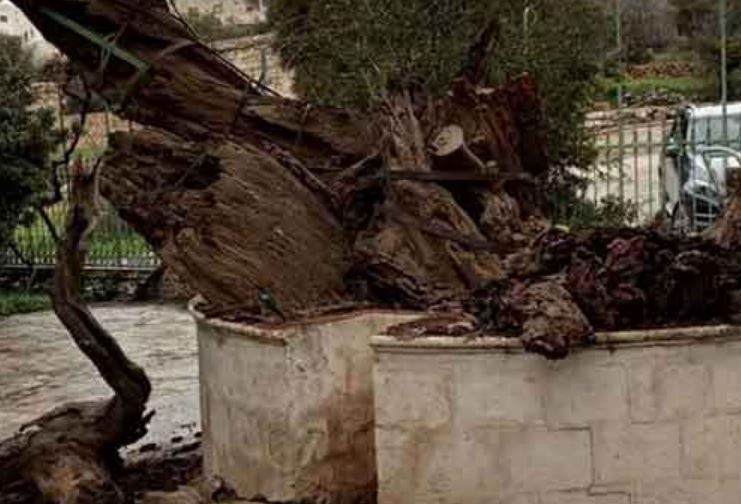 В Хеброн падна 5000-годишният „дъб на Авраам“