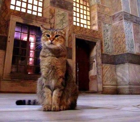 Οι “θρυλικές” γάτες της Αγιάς Σοφιάς  (φωτογραφίες)