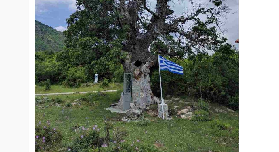 Εκκλησάκι μέσα σε δένδρο (!) για τον Άγιο Παΐσιο (φώτο)