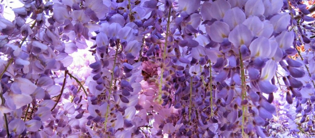 Γιατί οι πασχαλιές θεωρούνται ευλογημένες από την Παναγία;