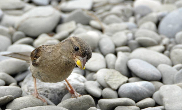 Πώς γίνεται γνωστό στον άνθρωπο το θείο θέλημα;