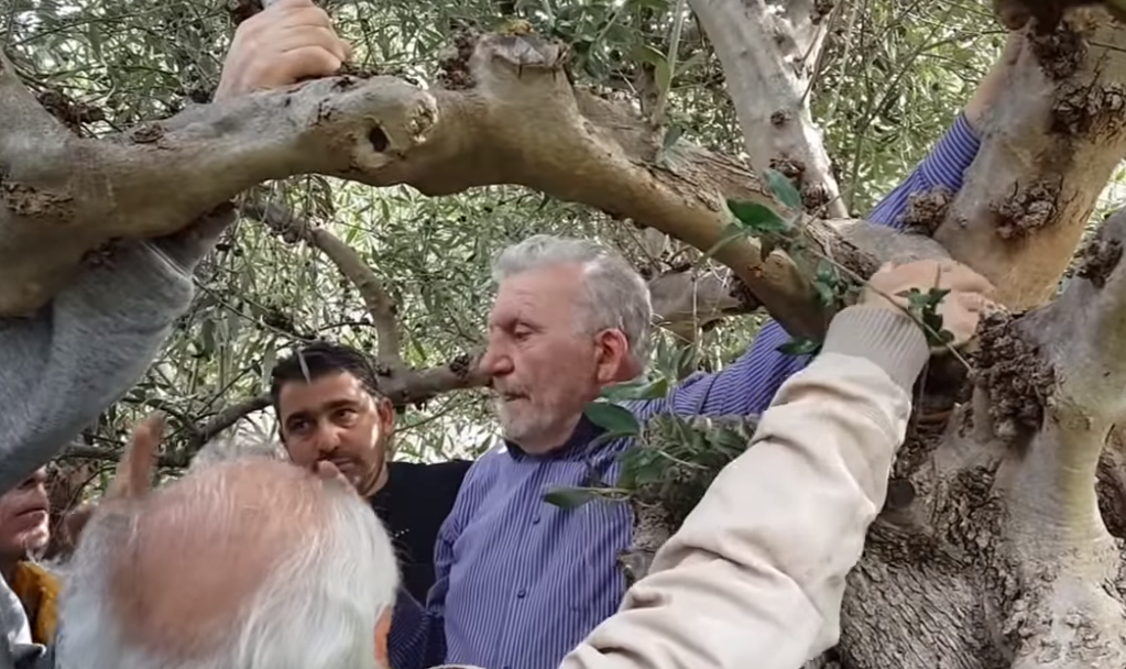Η τέχνη του κλαδέματος της ελιάς