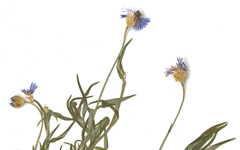 ‘The Botanical Treasure of the Mount Athos Peninsula’ – An exhibition of dried flowers from the Athos Herbarium
