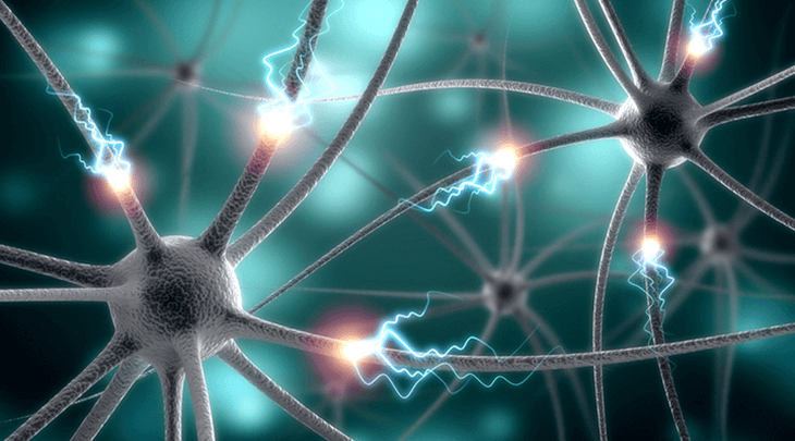 Η ανάπτυξη του εμβρυικού εγκεφάλου