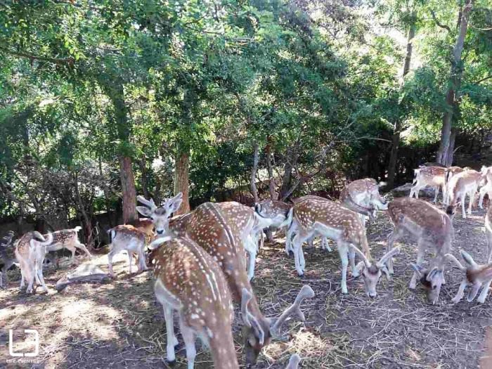 Τα ελαφάκια της Παναγίας  (βίντεο & Φώτο)