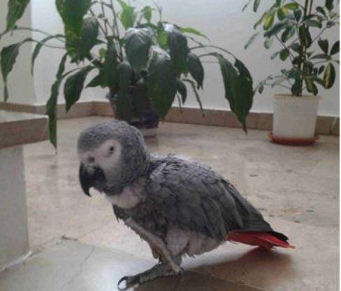 “Έτσι ο παπαγάλος έμαθε να λέει συνεχώς αυτήν την προσευχή”
