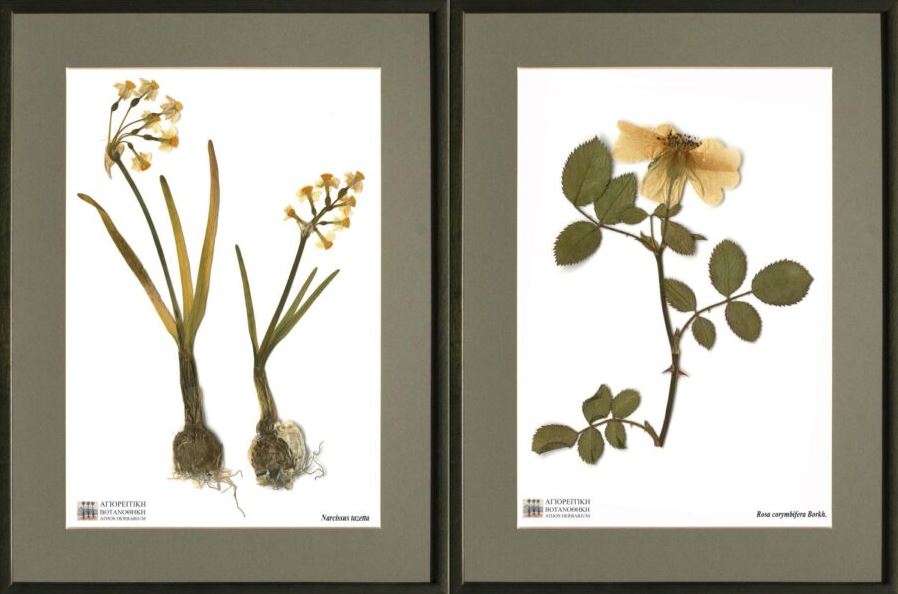 “Ο φυτικός πλούτος της χερσονήσου του Αγίου Όρους”