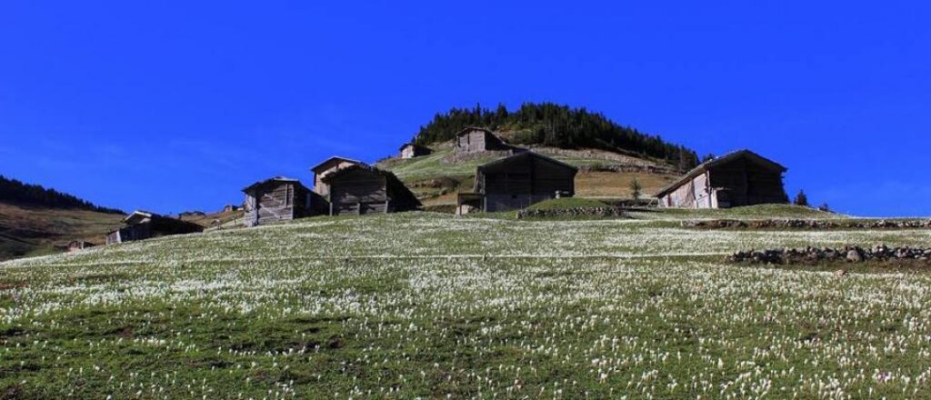 Τα κάλαντα του καλοκαιριού στα παρχάρια του Πόντου