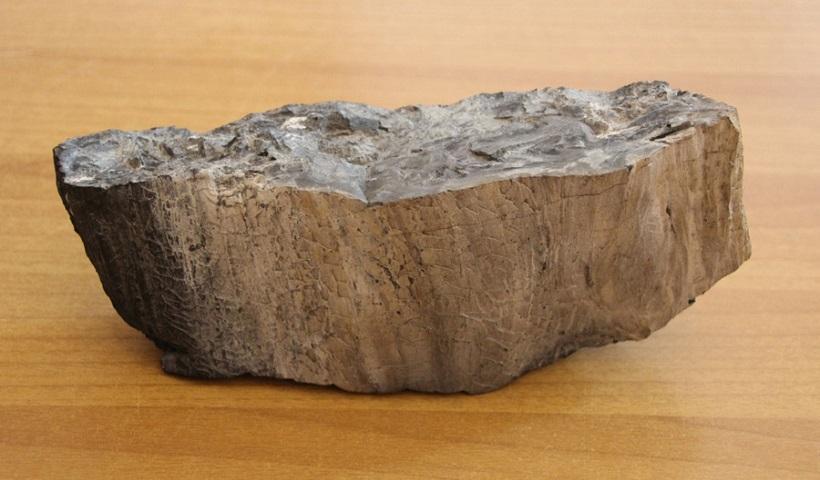 Ένας σπάνιος κορμός απολιθωμένου δέντρου από την Ανταρκτική στη Λέσβο