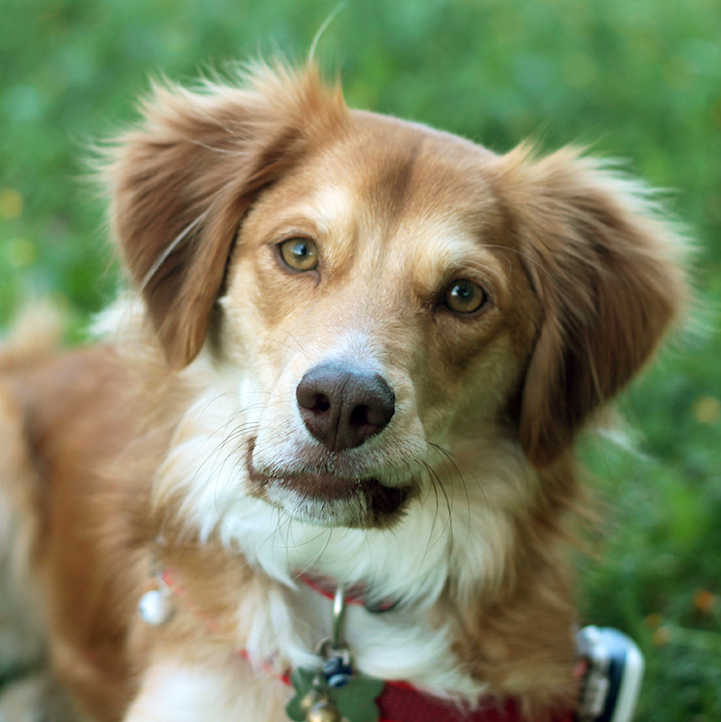 Οι «θεραπευτικοί» σκύλοι της SAPT HELLAS στο «Καρέλλειο»