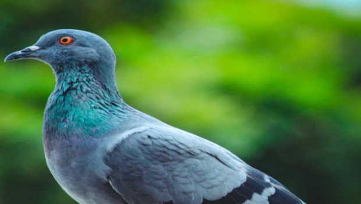 Πρόγραμμα Φροντιστηρίων Κατηχητών και Στελεχών Νεότητος Ι.Μ. Μεσογαίας