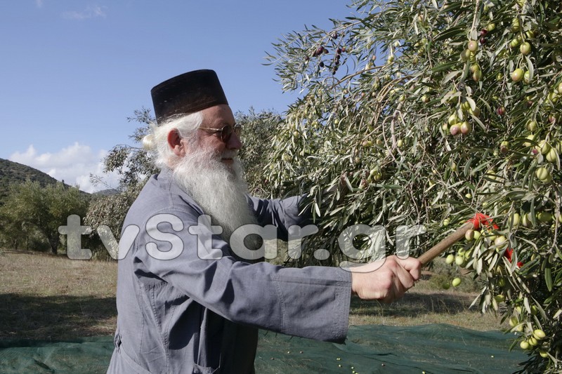 Mitropolitul de Teba se îngrijeşte personal de recolta mănăstirii Hosios Lukas