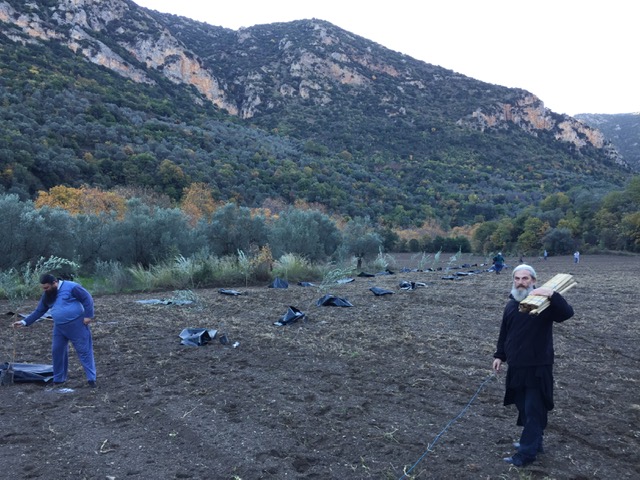 Митрополит Кинурийский высадил 800 масличных деревьев