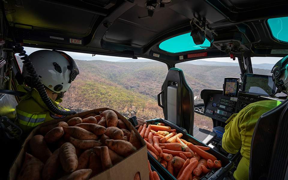 Ελικόπτερα πετούν τροφή σε ζώα που λιμοκτονούν στην Αυστραλία