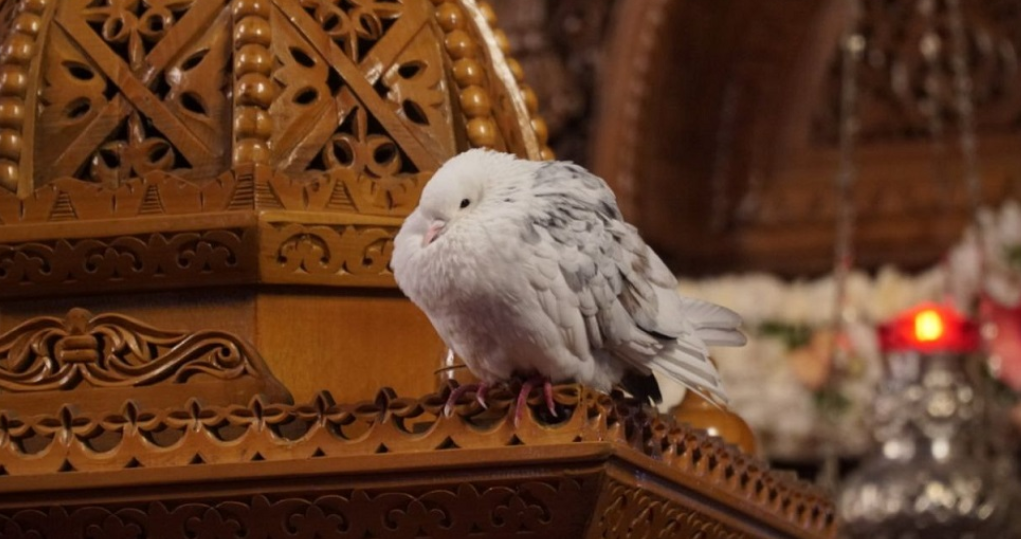 Λευκό περιστέρι “στέλνει μήνυμα ελπίδος”