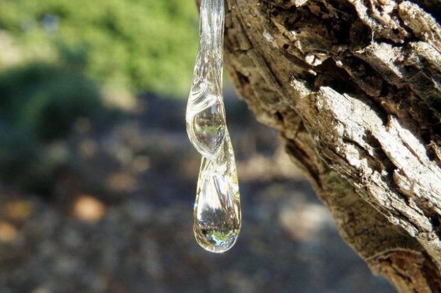 Τα δάκρυα του Αγίου Ισιδώρου και η μαστίχα Χίου