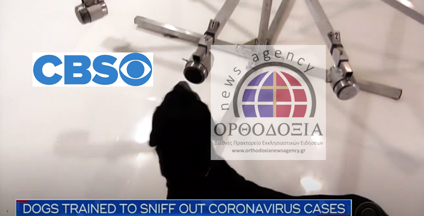 Εκπαιδεύουν σκύλους να «μυρίζουν» τον Κορονοϊό (ΒΙΝΤΕΟ)