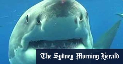 Πού φτάνει η αγάπη: Γρονθοκόπησε καρχαρία για να σώσει τη γυναίκα του