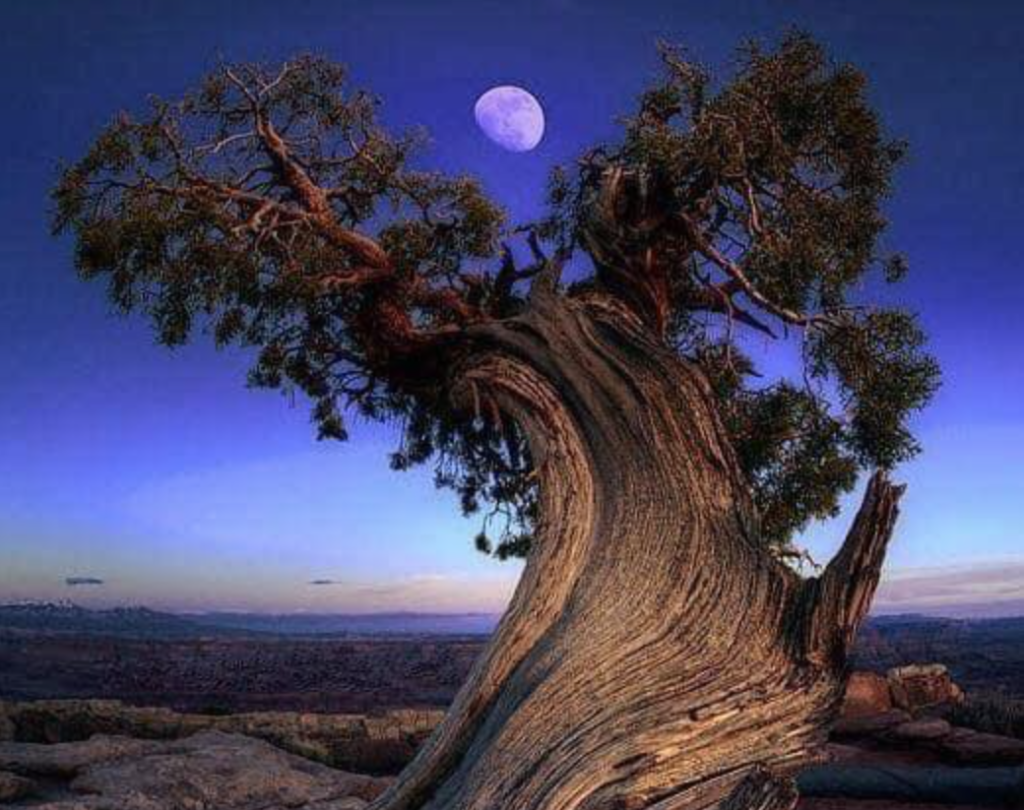 “Vetëm ata që janë të duruar nxjerrin frute nga farat e  Fjalës së Perëndisë, që u janë mbjellë në zemër”!