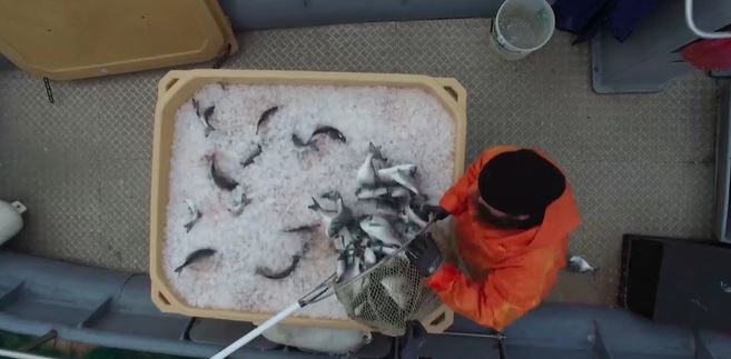 Ιχθυοκαλλιέργεια Μονής Βατοπαιδίου (ΒΙΝΤΕΟ)