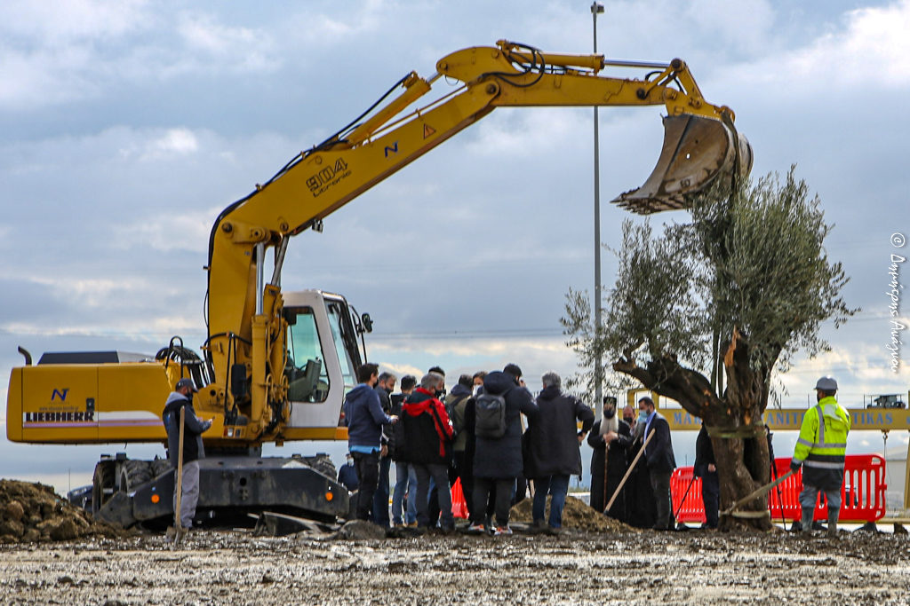 Φυτεύοντας μια ελιά στην είσοδο της Λαμίας