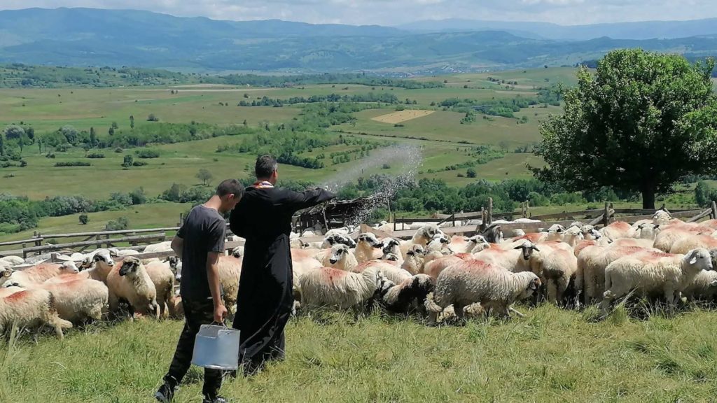 Un obicei străvechi se păstrează în România: Sfințirea oilor de Rusalii, înainte de pășunat