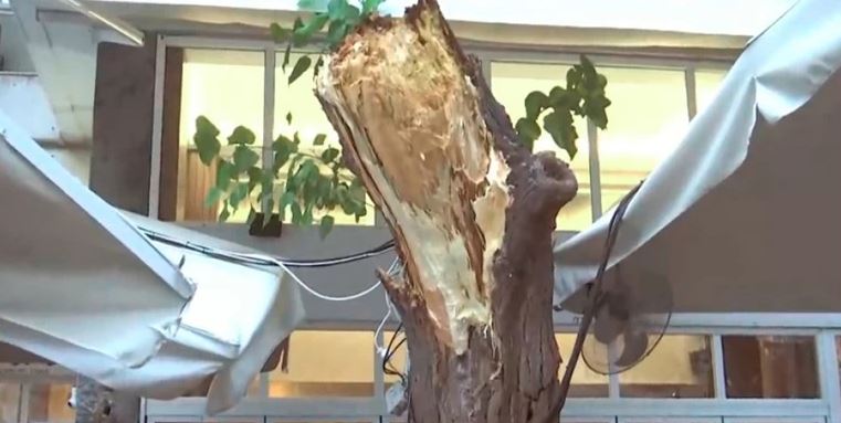 Συνεργεία του Δήμου έκοψαν το δέντρο που έπεσε στην Πλατεία Μητροπόλεως