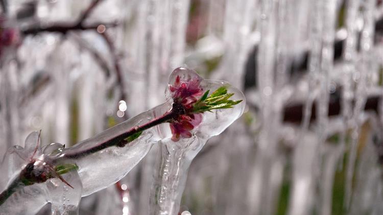 Παγετός στα κεντρικά και βόρεια σήμερα το πρωί, με τη θερμοκρασία έως τους -11,1 βαθμούς