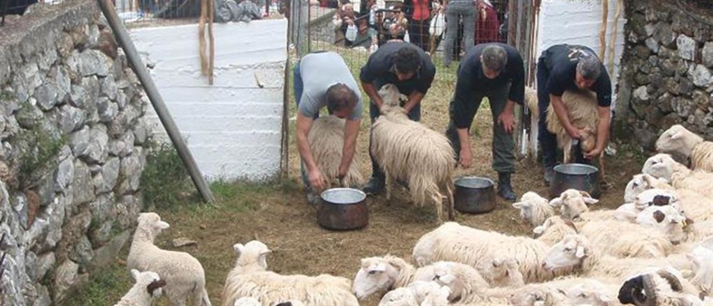 Χανιά: Αναβίωσε το έθιμο της ευλογίας των αιγοπροβάτων