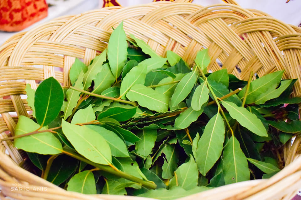 KREMTIM PLOT GËZIM I SË DIELËS SË DAFINAVE