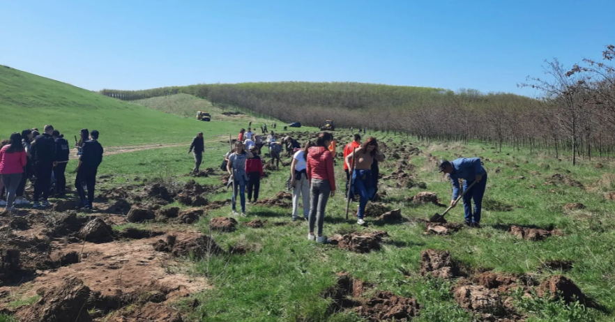 Elevii au plantat 3000 de puieți de salcâm la Mănăstirea gălățeană Cârlomănești