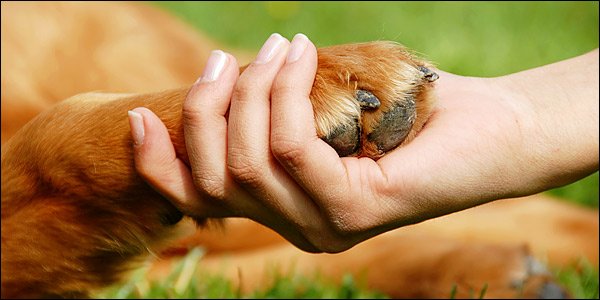 Κακοποιήσεις