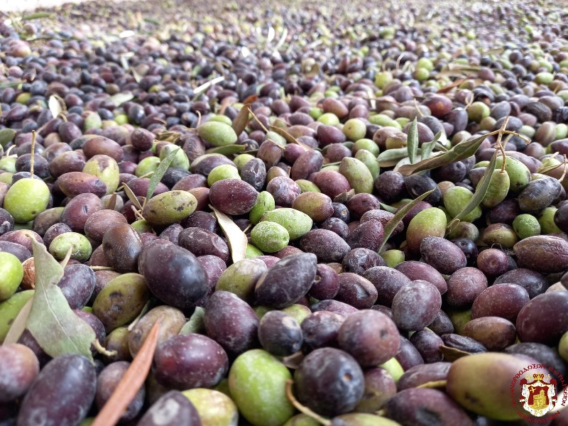 THE HARVEST OF OLIVES AT THE HOLY MONASTERY OF MARTHA AND MARY IN BETHANY