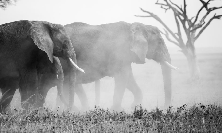 Διεθνές Συνέδριο – Ηχοτοπία της Αφρικής – Θεολογικές, Ανθρωπολογικές και Δικαιϊκές Προσεγγίσεις