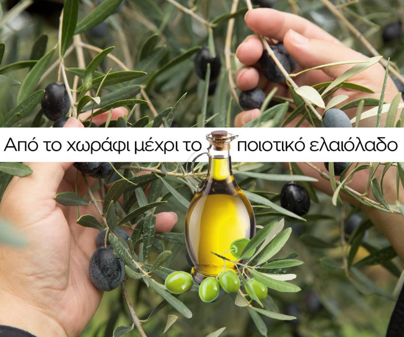 Seminar by Evgenios Voulgaris digital academy on olive cultivation, production