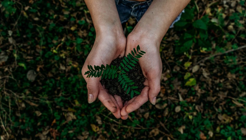Η Ι.Μ Ταμασού φυτεύει 1.000 δέντρα με εθελοντές και οργανώσεις για το κλίμα