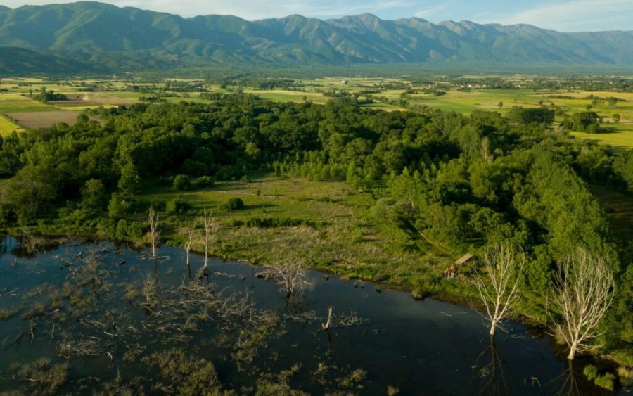 Διατηρητέο μνημείο της φύσης, το Δάσος των Μουριών με αιωνόβια δέντρα