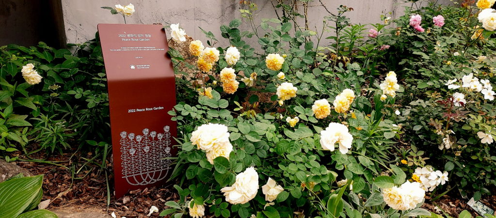 Σεούλ: Άνθισε ο “Κήπος με τα Τριαντάφυλλα για την Ειρήνη”