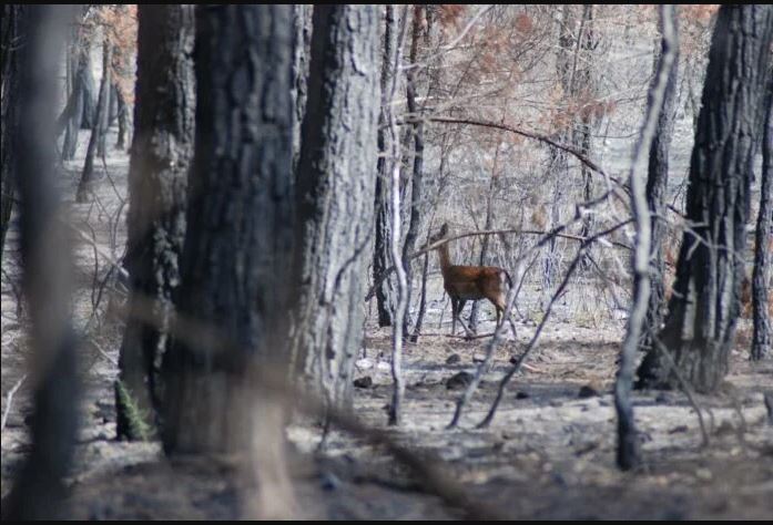 Το ελάφι και οι πεταλούδες της Ρόδου χρειάζονται τον άνθρωπο για να επιβιώσουν μετά τις πυρκαγιές