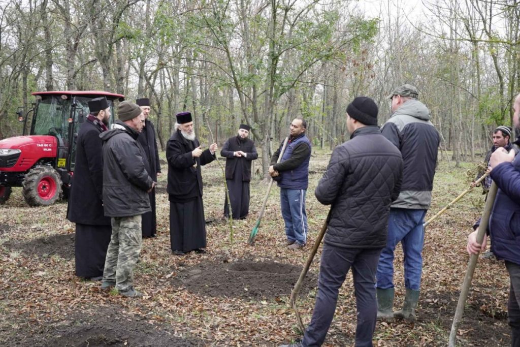 Vlăstare plantate în așteptarea sărbătorii Sfântului Apostol Andrei la Dunărea de Jos