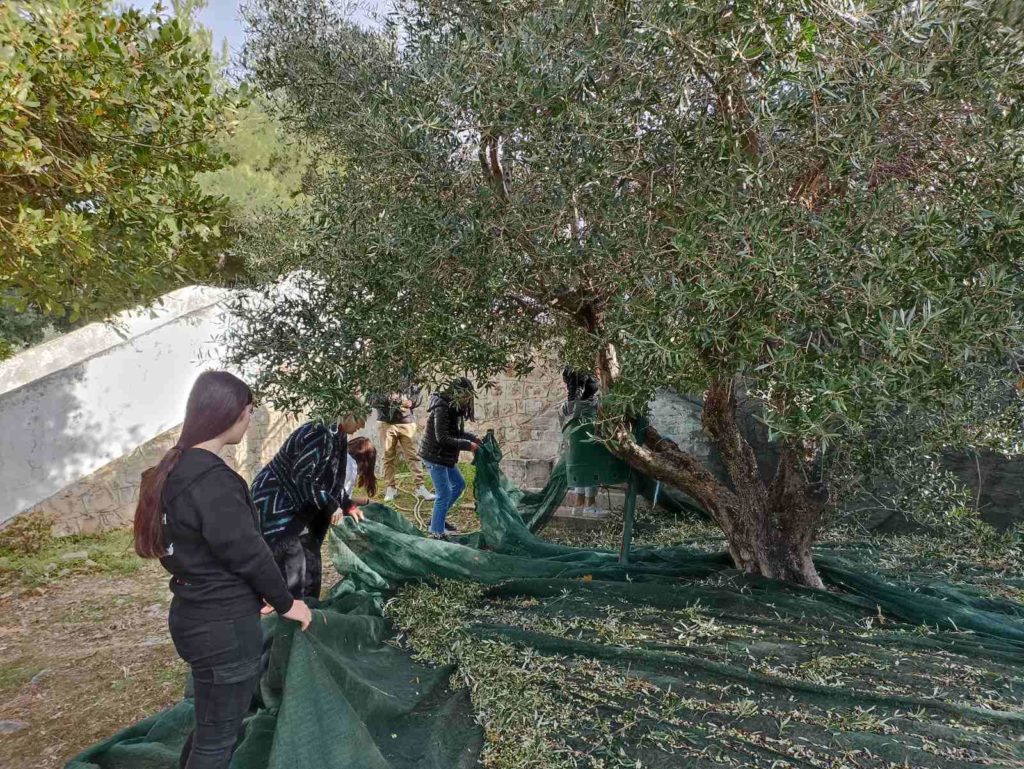 Συγκομιδή ελιάς από τους μαθητές Γυμνασίου και Λυκείου Φουρφουρά και προσφορά στα Συσσίτια της Ιεράς Μητρόπολης Λάμπης