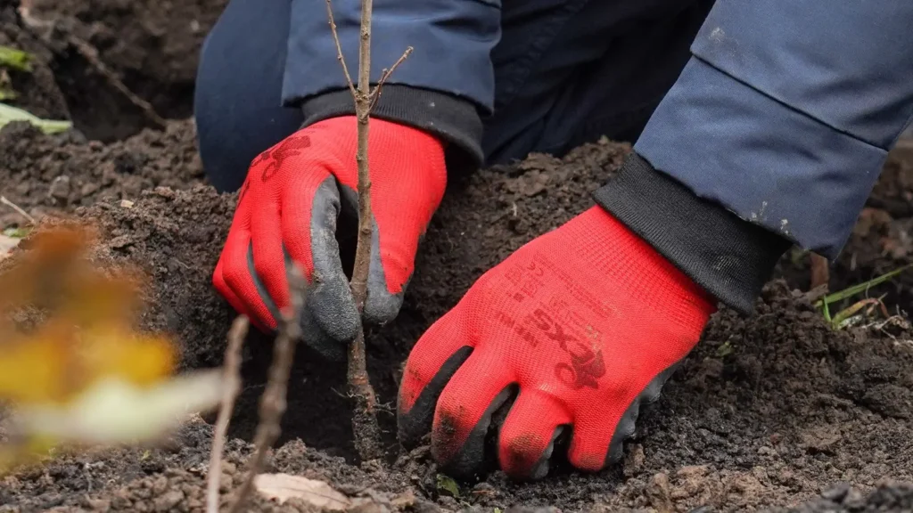 Peste 15.000 de copaci vor fi plantați în Parcul Tineretului din Capitală