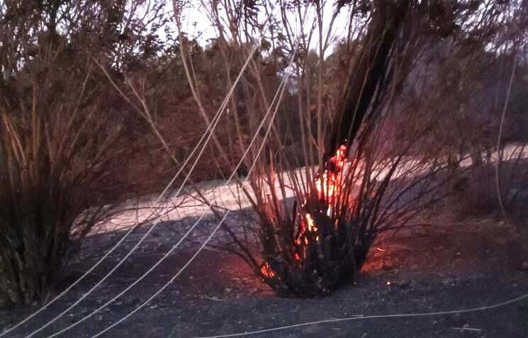 Παροχή ανθρωπιστικής βοήθειας στους πυρόπληκτους από την Ιερά Μητρόπολη Νικοπόλεως και Πρεβέζης
