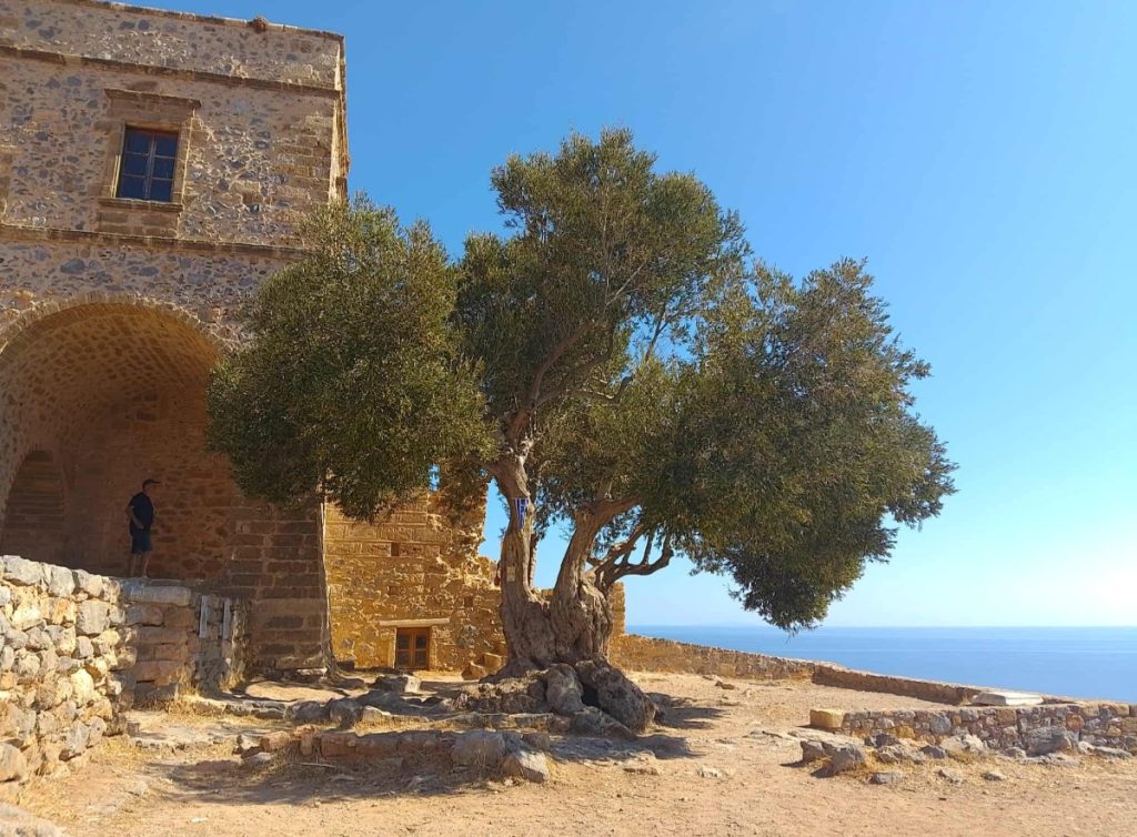 Η μνημειακή ελιά της Μονεμβασίας στο δίκτυο των αιωνόβιων δέντρων της Ελληνικής Επανάστασης