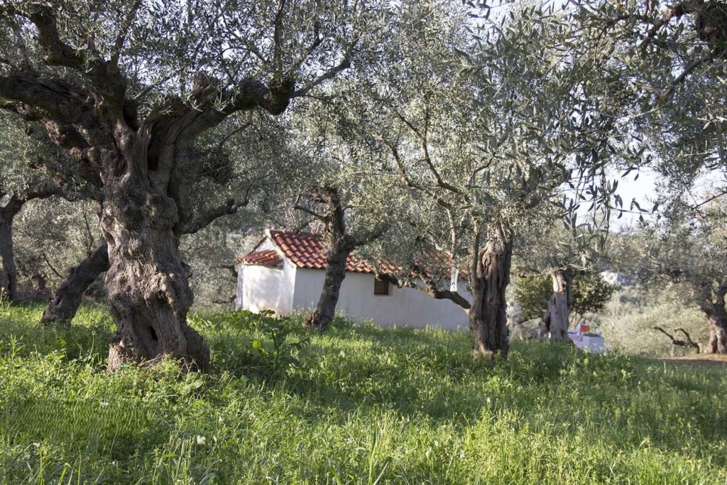 Ο Μάνης Χρυσόστομος για την έναρξη της συγκομιδής του ελαιοκάρπου