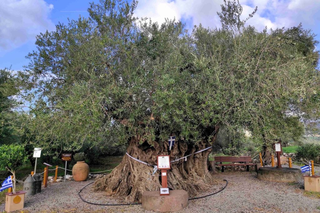 Η Γηραιότερη Ελιά της Πελοποννήσου εορτάζει την Παγκόσμια Ημέρα Ελιάς